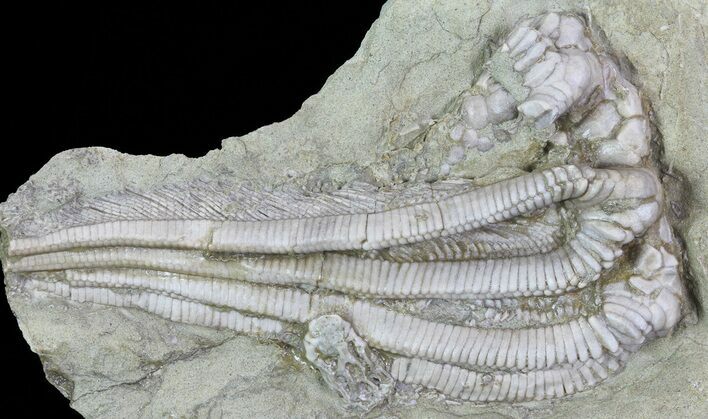 Bargain Agaricocrinus Crinoids - Crawfordsville, Indiana #68586